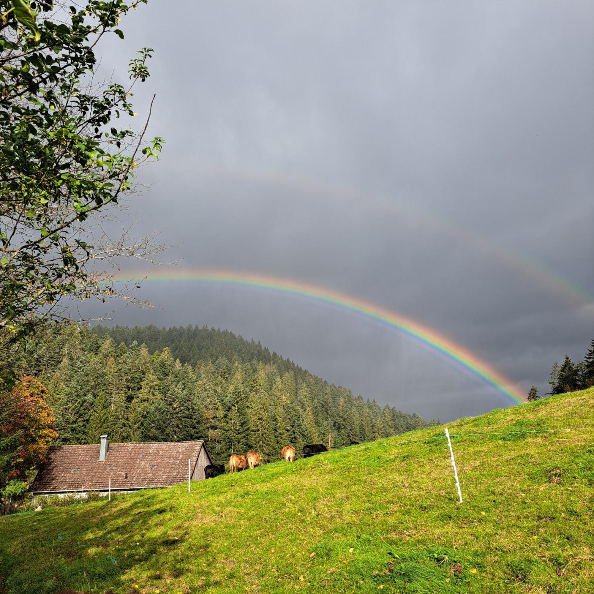 Ferienhaus Schwarzwald Seewald Erzgrube Badesee 100% Natur エクステリア 写真
