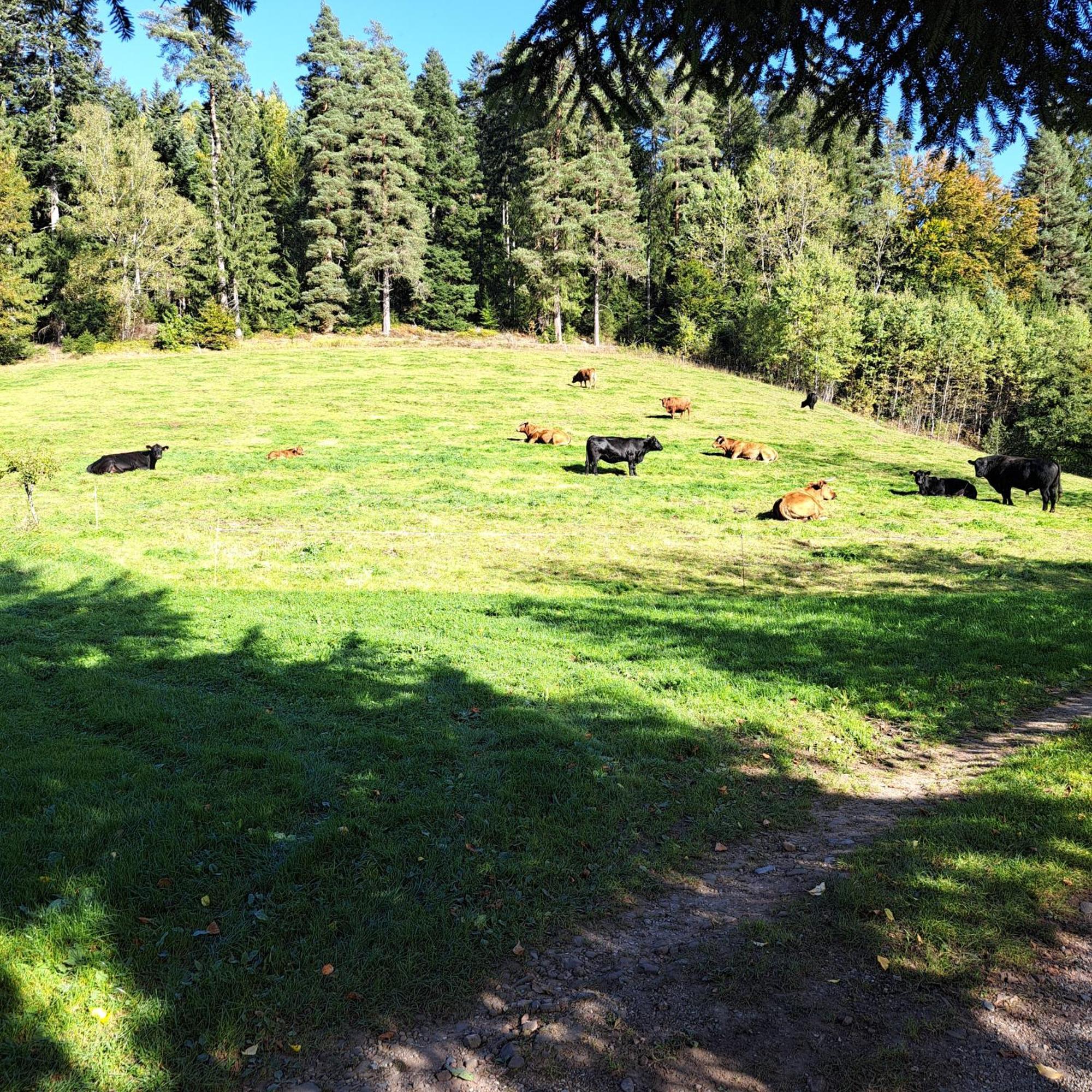 Ferienhaus Schwarzwald Seewald Erzgrube Badesee 100% Natur エクステリア 写真