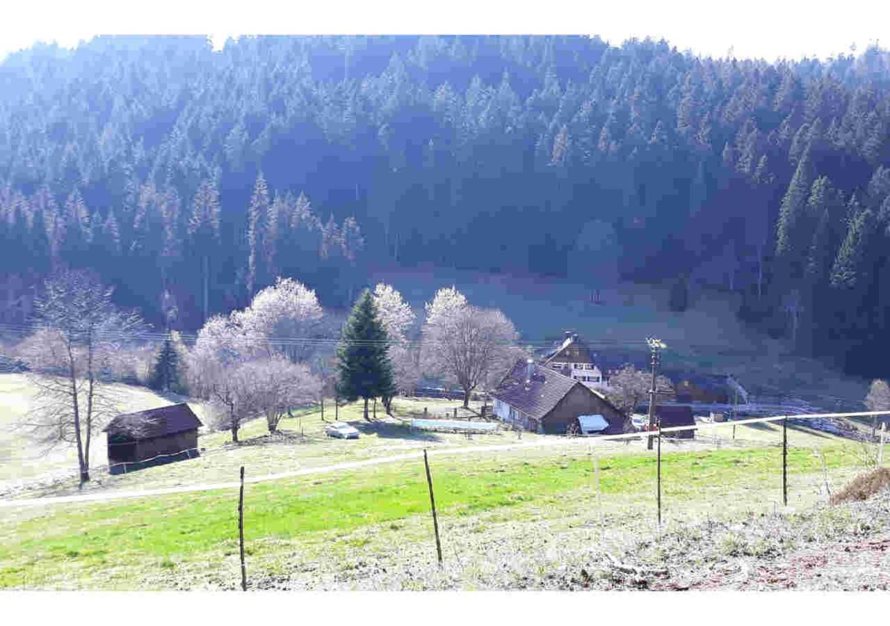 Ferienhaus Schwarzwald Seewald Erzgrube Badesee 100% Natur エクステリア 写真